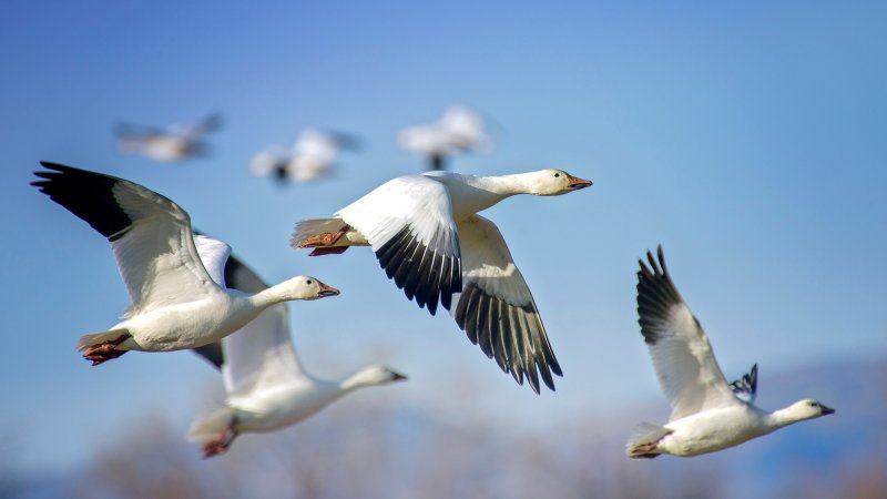 Group of Snow Geese in elegant flight against blue sky at Bosque del Apache wildlife refuge in New Mexico in winter.