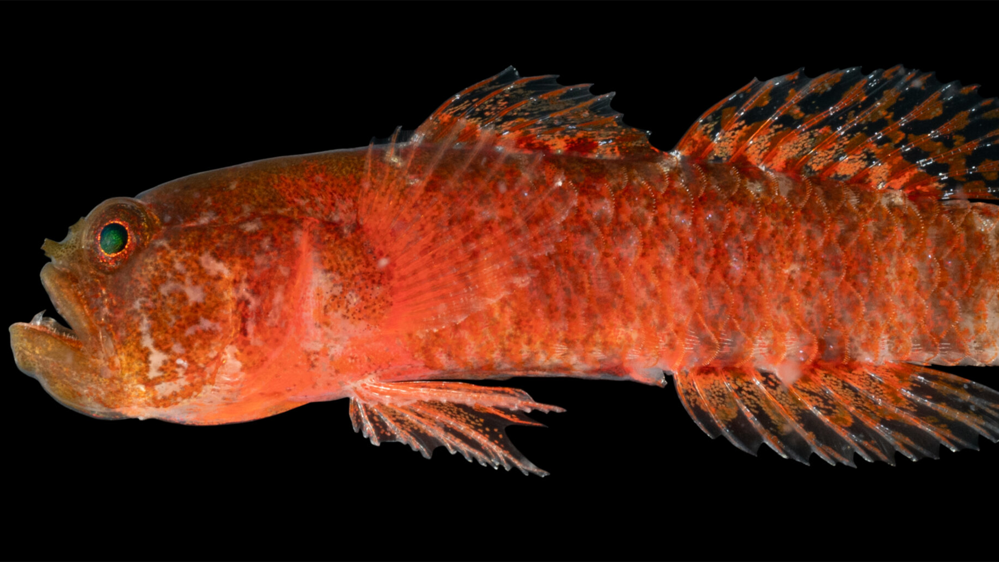 a red fish with a grumpy expression and large teeth