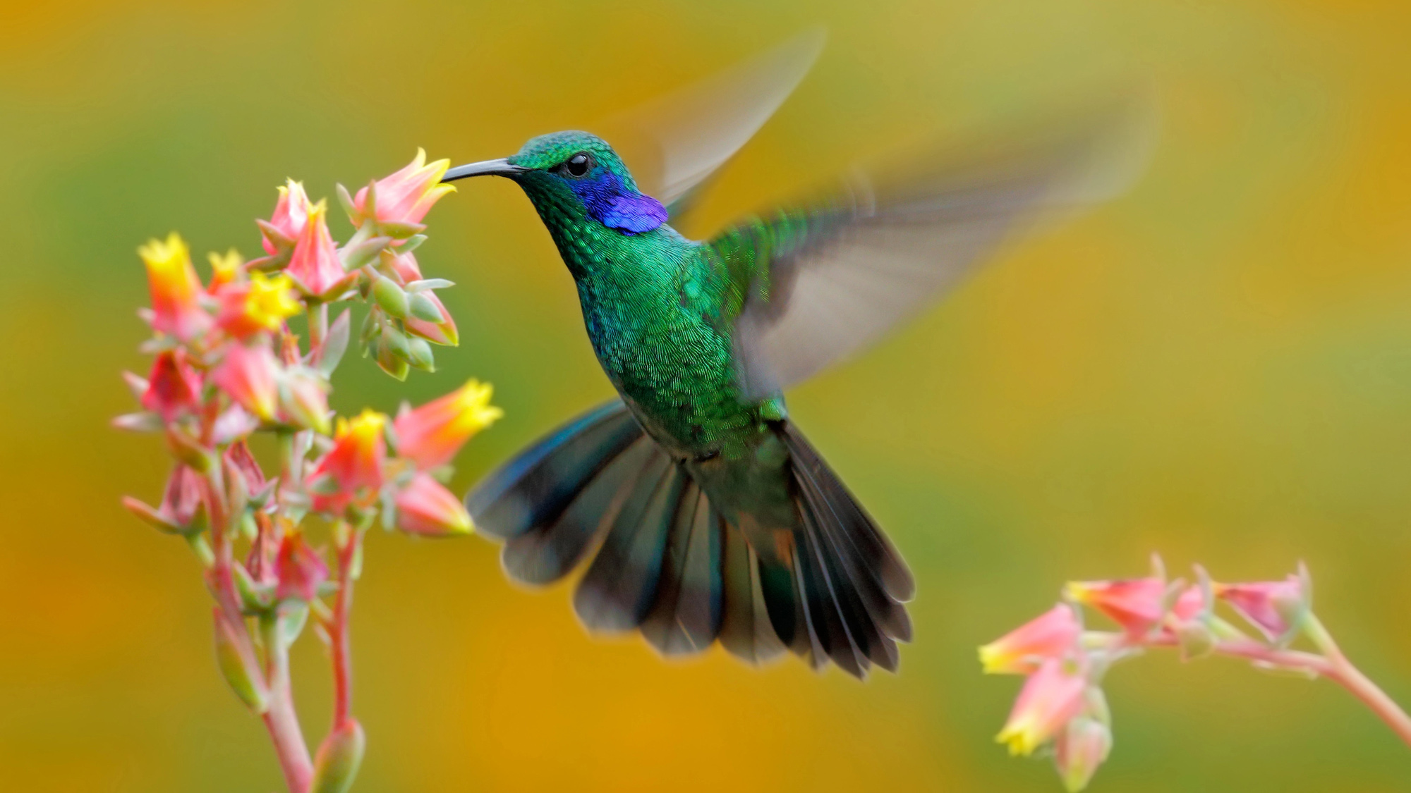 Hummingbirds draw the eye with their bright colors and busy, hovering flight. Biologists are drawn to understand the suite of adaptations they have evolved to survive extreme lifestyles.