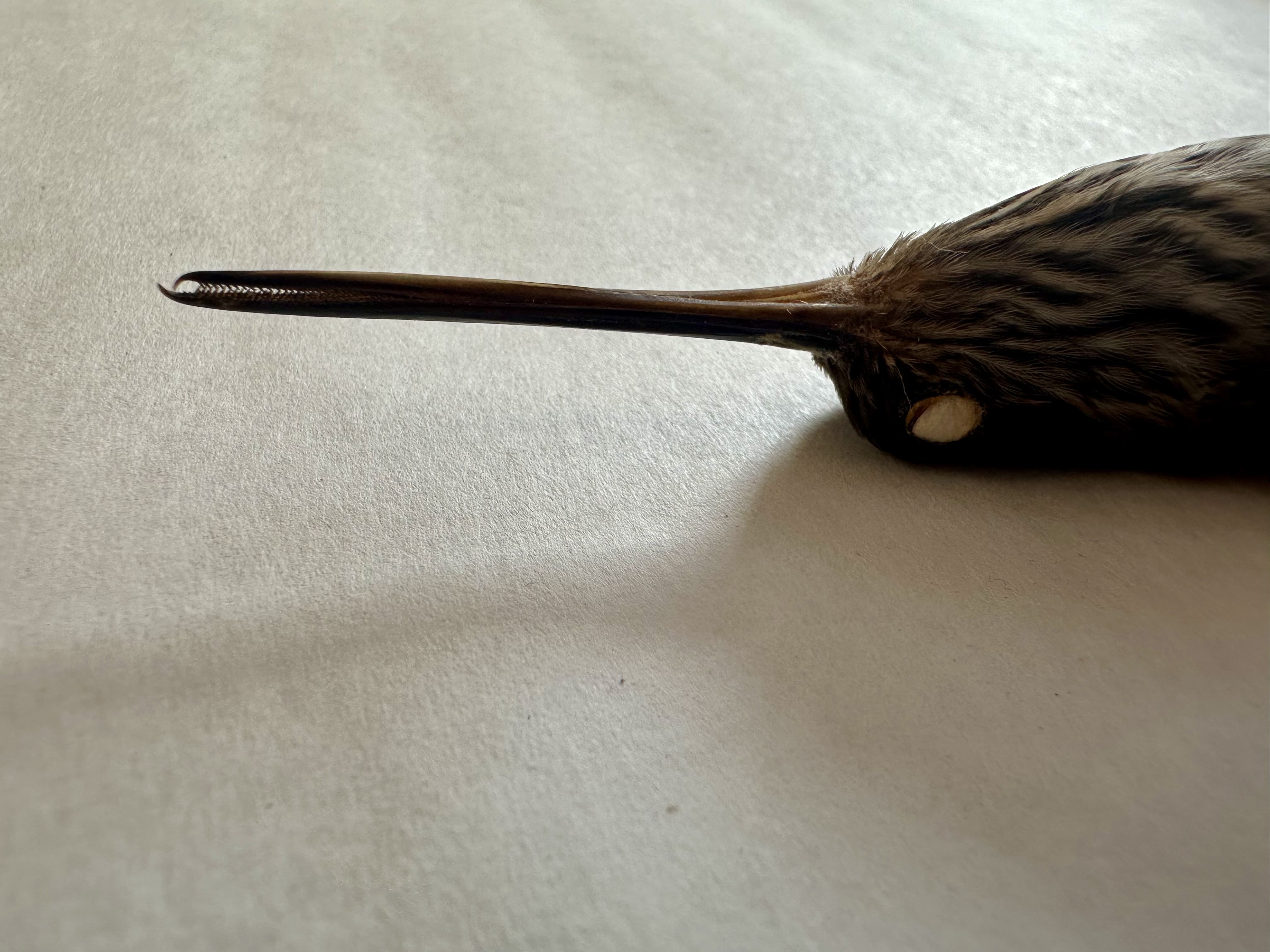 the beak of a modern hummingbird, with small sharp teeth used to fighting towards the front