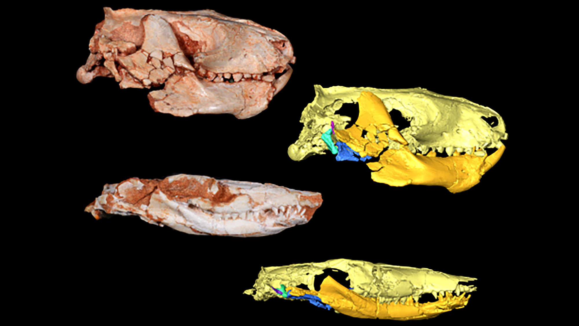 a CT scan of two jaw fossils from early mammals