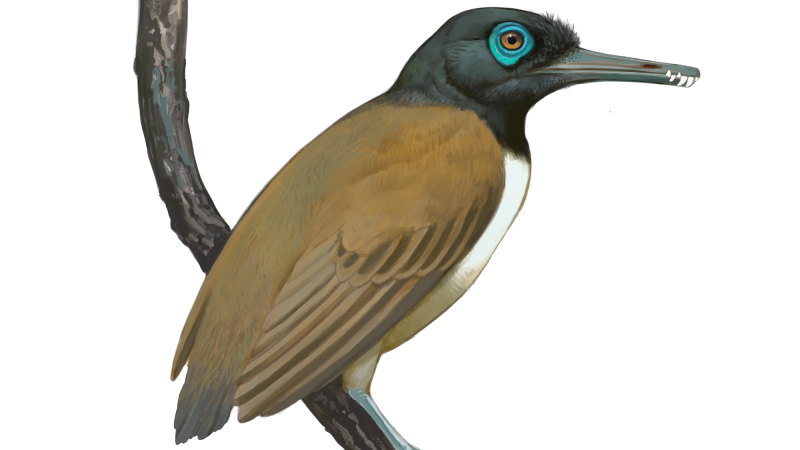 an illustration of a small bird with light brown, black, and white plummage. it has a long beak with sharp teeth