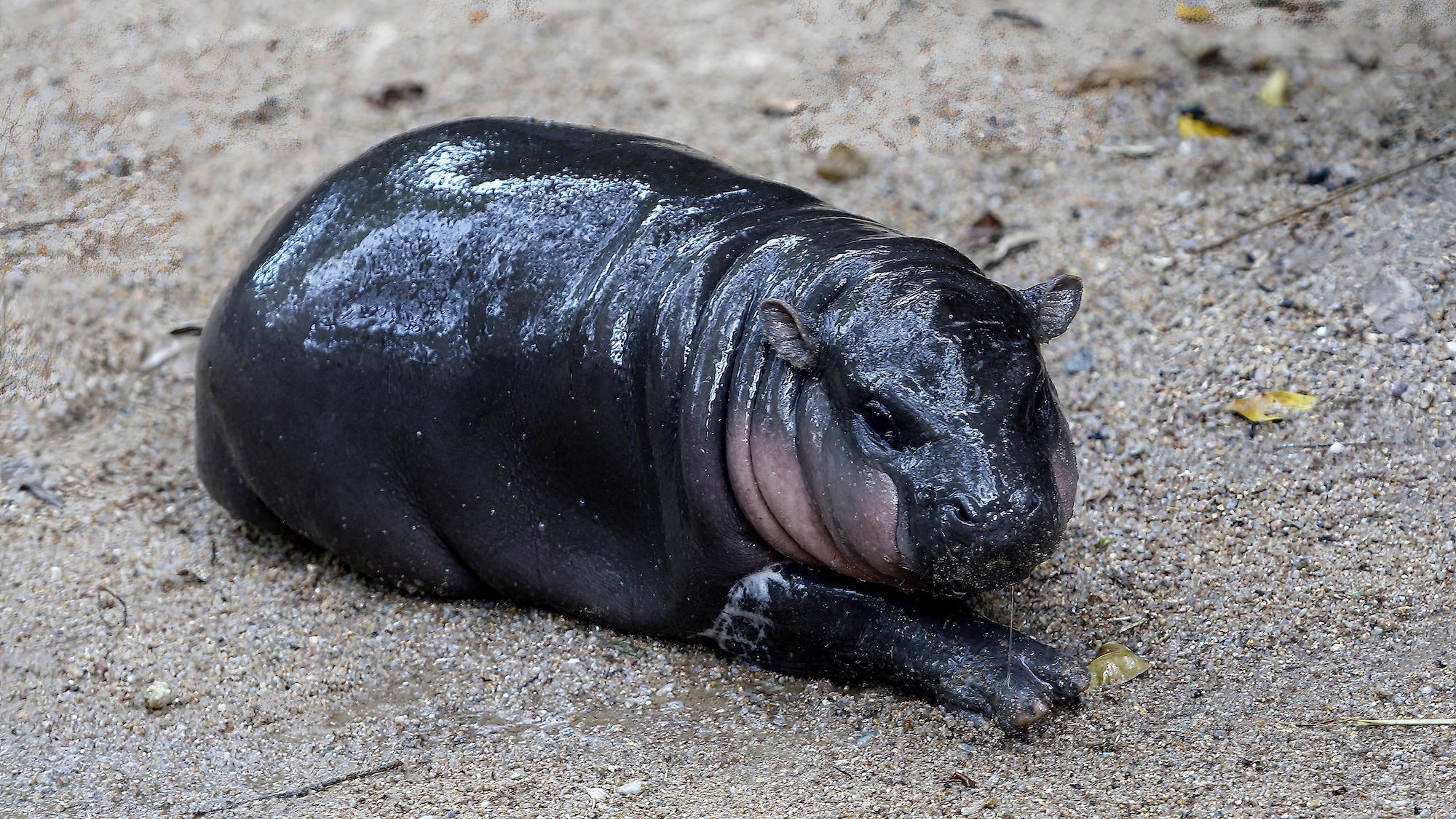 Science and Nature news a small baby pygmy hippopotamus sits on the ground