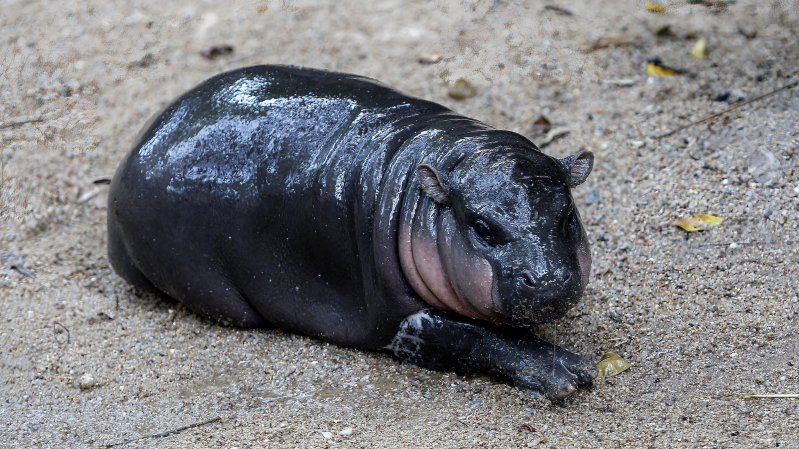 a small baby pygmy hippopotamus sits on the ground