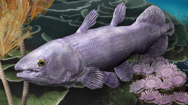 an illustration of a long gray coelacanth swimming in its native habitat