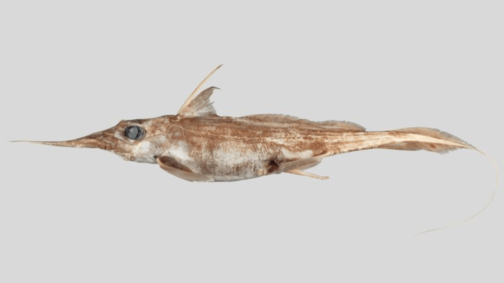 a long and skinny fish with light brown coloring with a hook nose