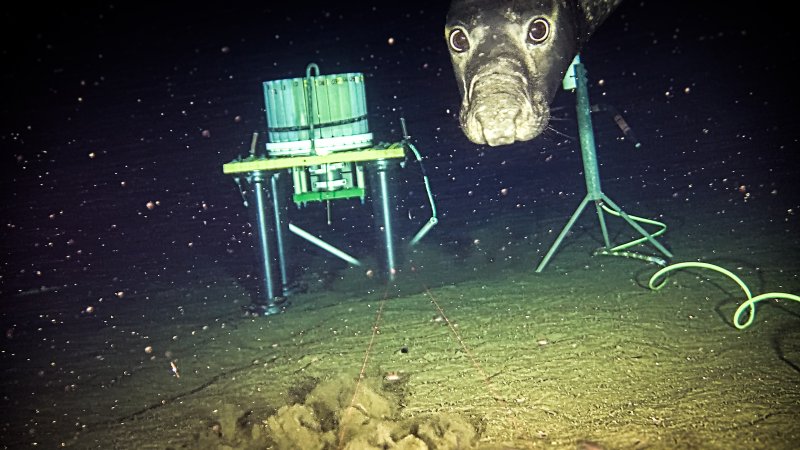 a northern elephant seal with wide eyes looks into a camera next to an underwater acoustic monitoring device