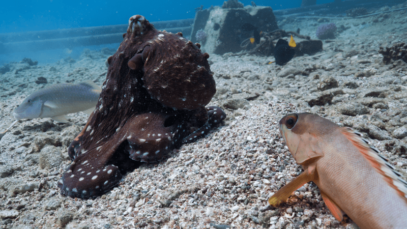 Caption: An octopus cyanea hunting with a blacktip grouper on one side and a gold-saddle goatfish (‘blue goatfish’) on the other.