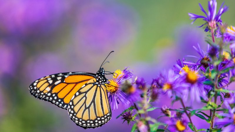 Monarch butterfly feeding on purple aster flower in summer floral background.