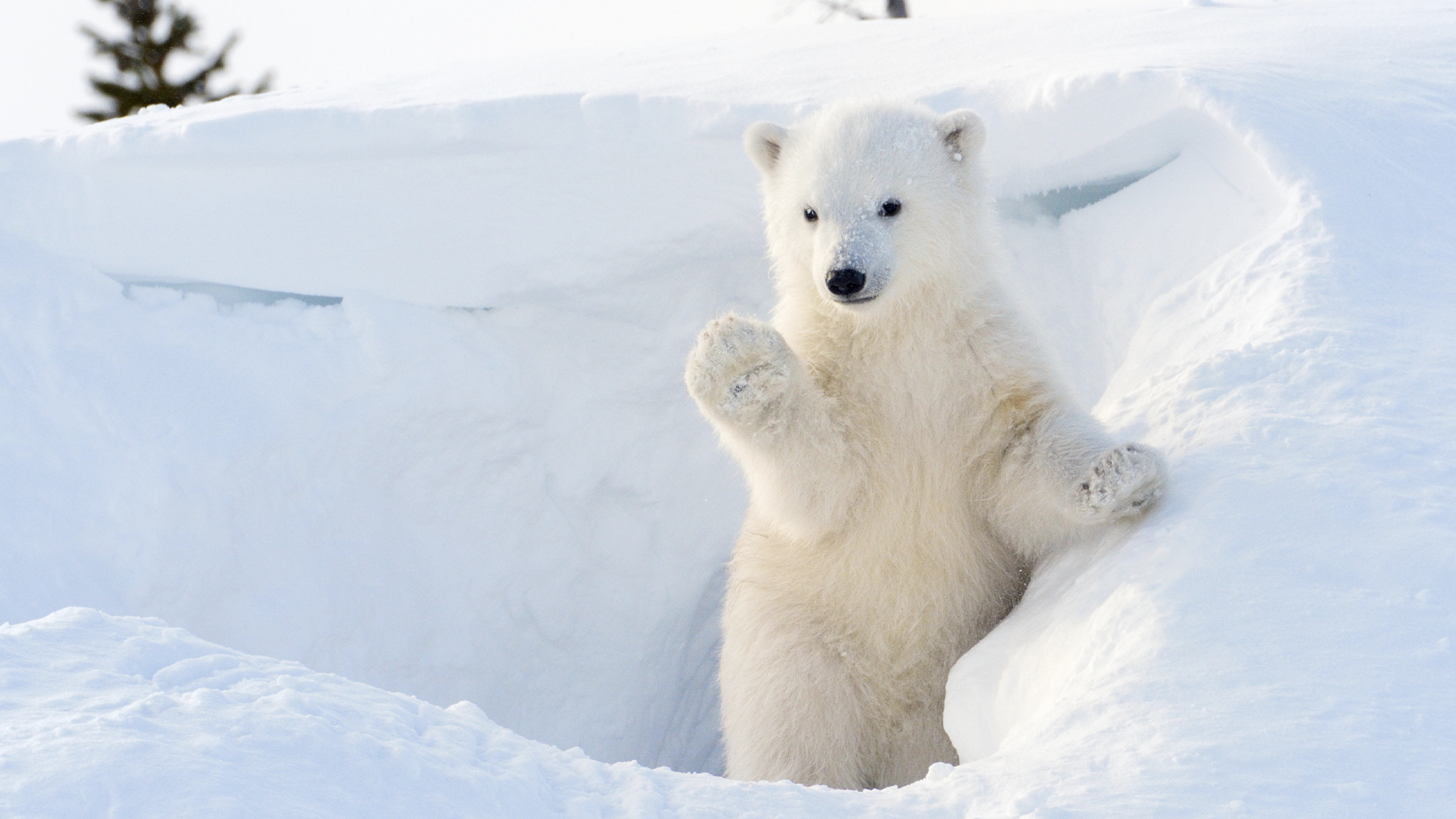 Science and Nature news a polar bear cub comes out of a den with its paw up