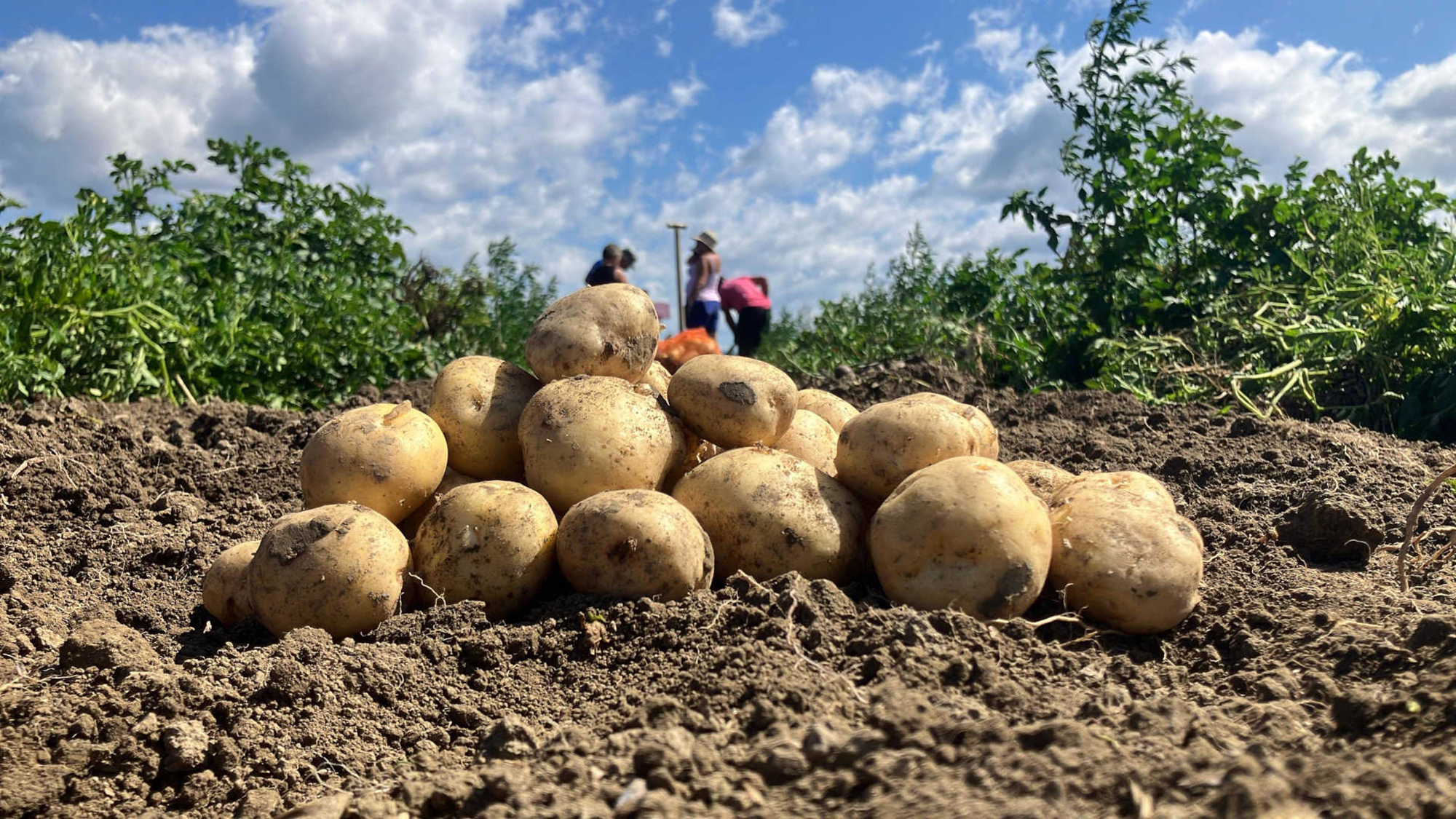 Hybrid potatoes created by the biotechnology company Solynta, grown and recently harvested in Kenya.