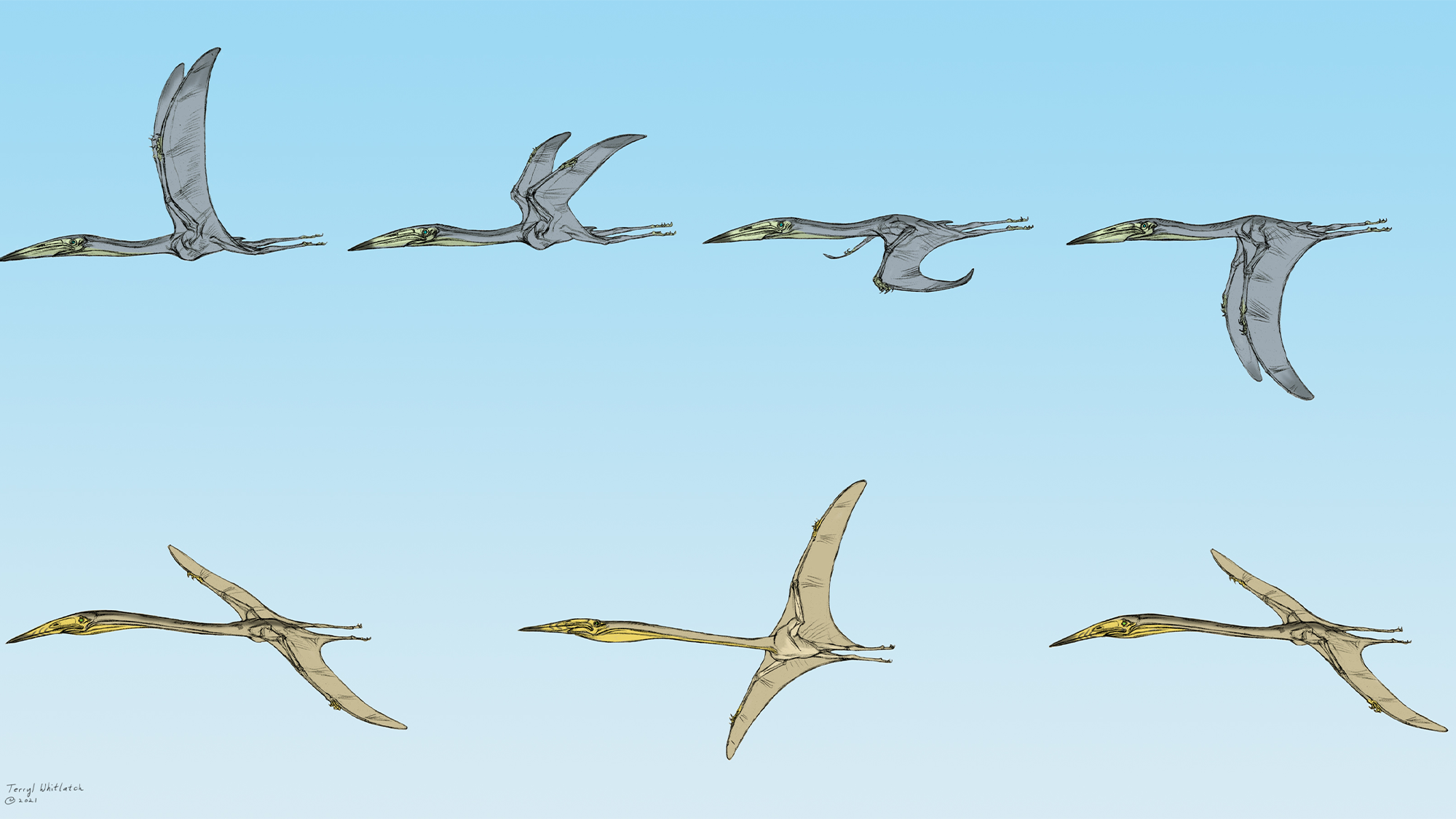 a pterosaur speices flaps its wings to fly, while another uses them to soar