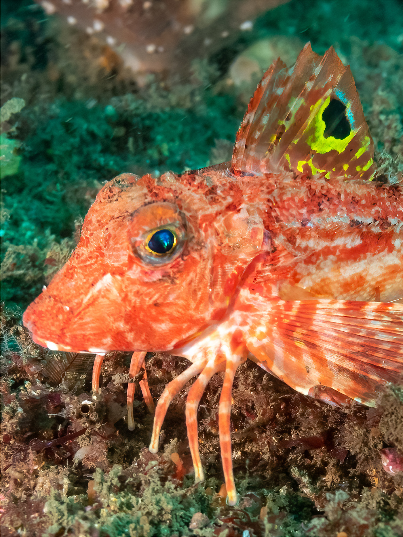 an orange and white fish with six crab-like legs on the bottom of the ocean