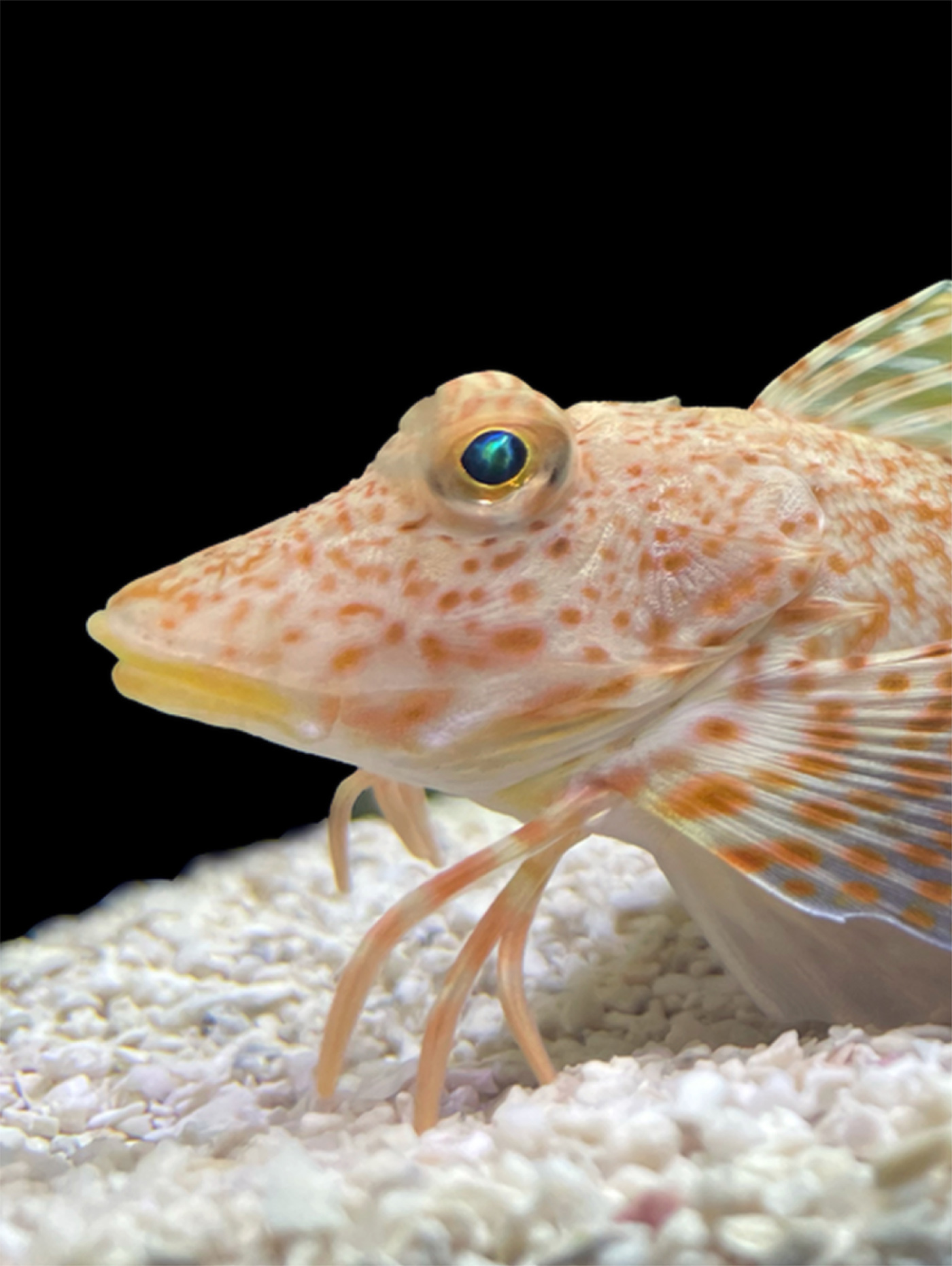 a white fish with orange spots uses its crab-like legs to dig for food on the ocean floor