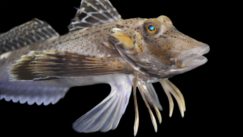 a sea robin fish with wide pectoral fins and six crab-like legs