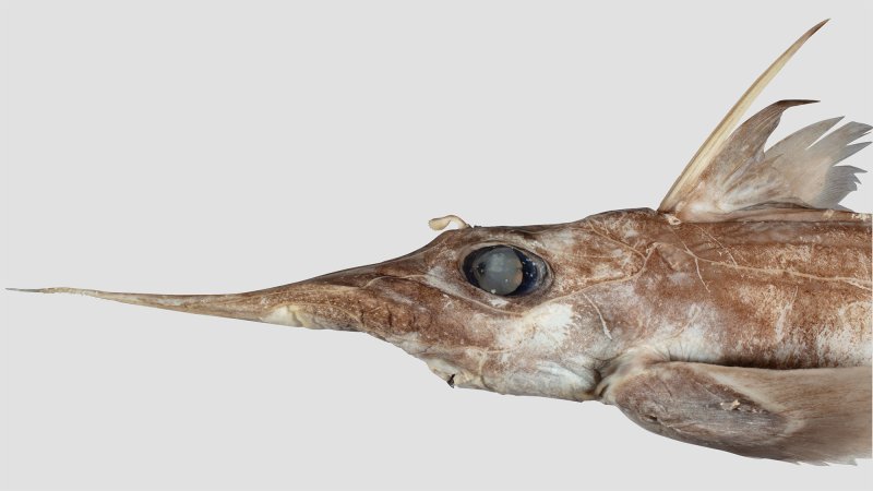 a spook-fish with a narrow snout and large pectoral fins