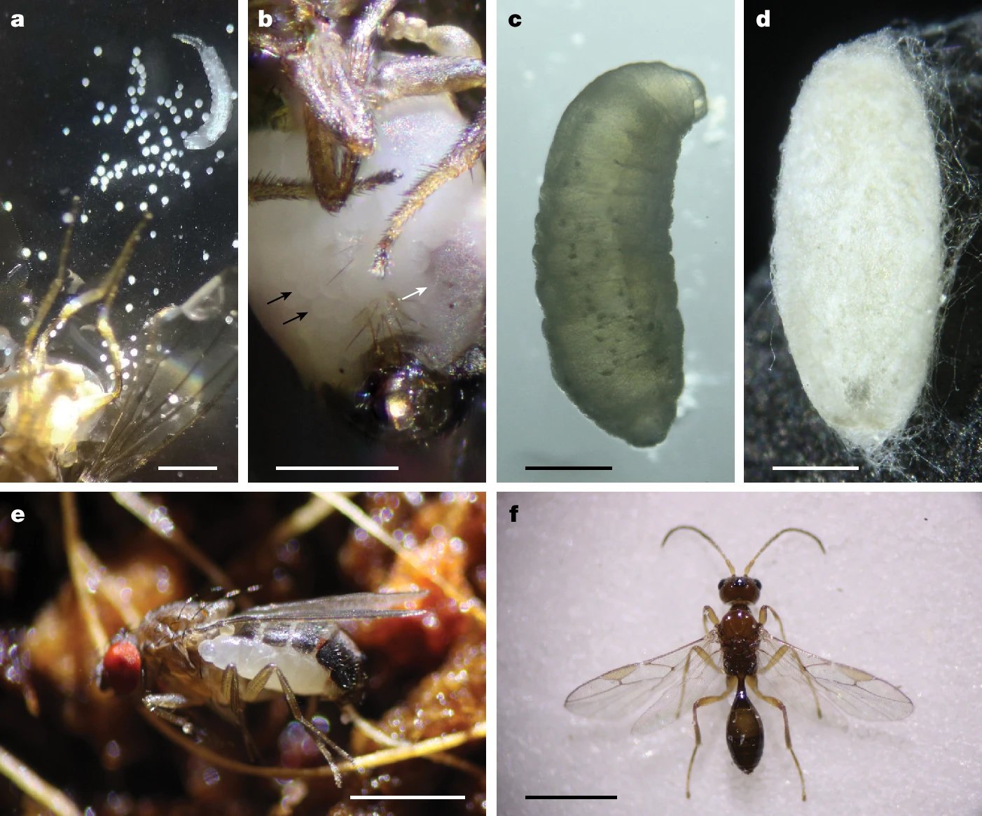 The life stages of Syntretus perlmani. Slide E shows the larvae emerging from the fly’s stomach.