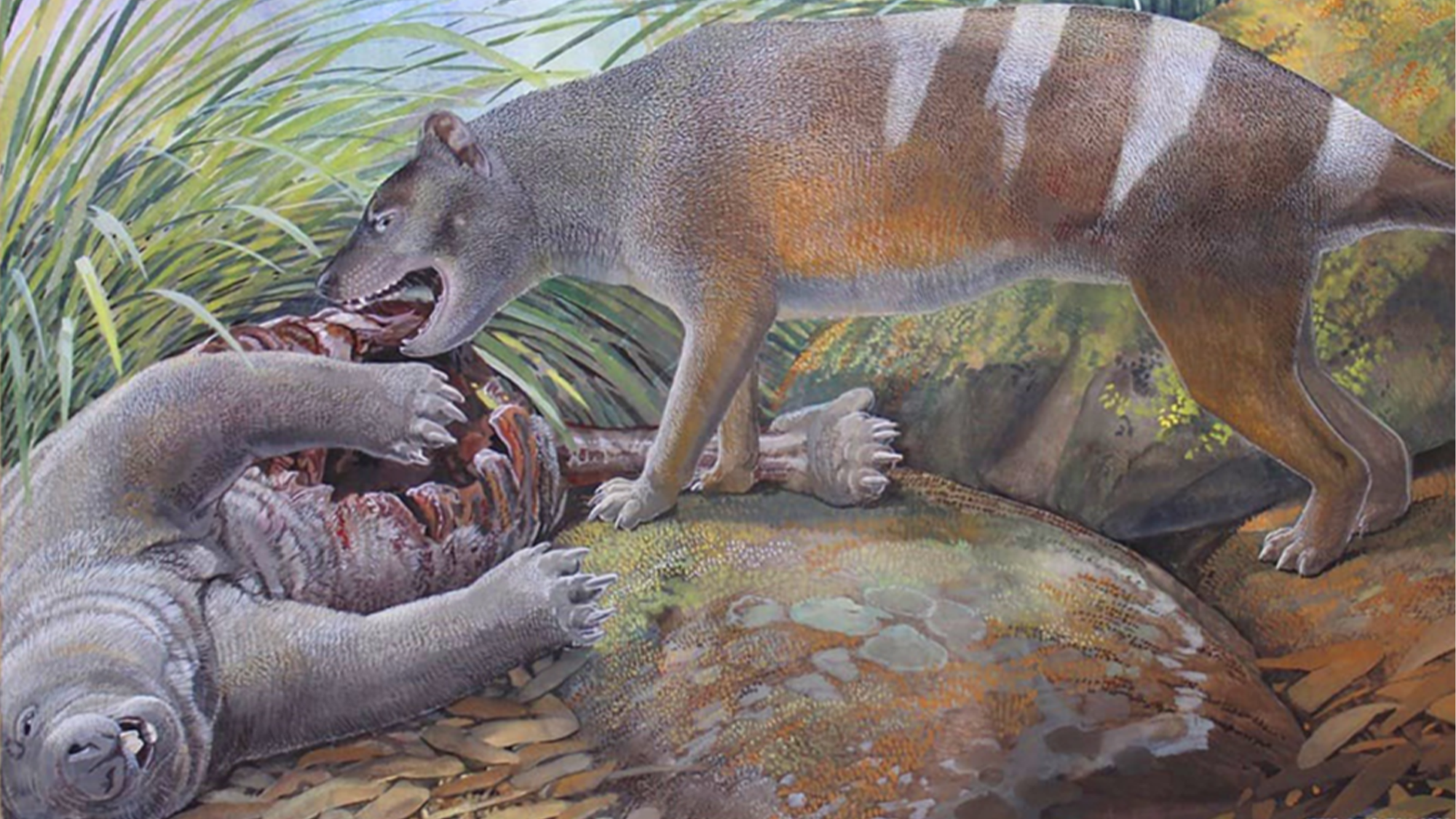 Paleontólogos descubren una nueva especie de tigre de Tasmania capaz de aplastar huesos