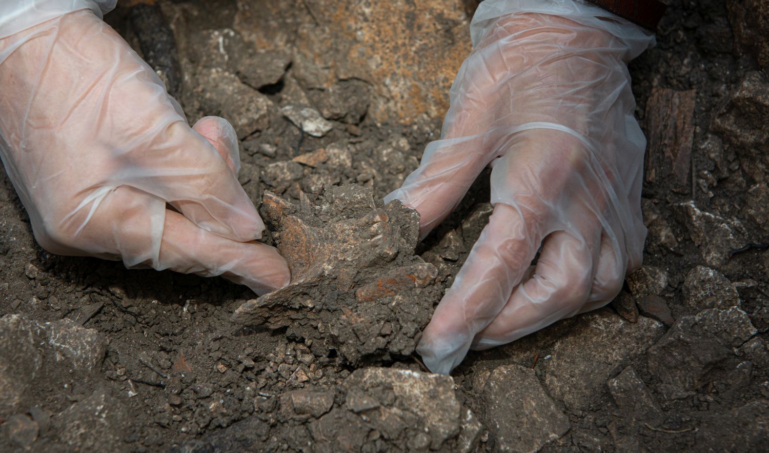 een archeoloog die een plastic handschoen draagt, behandelt de overblijfselen van Neanderthalers in een grot