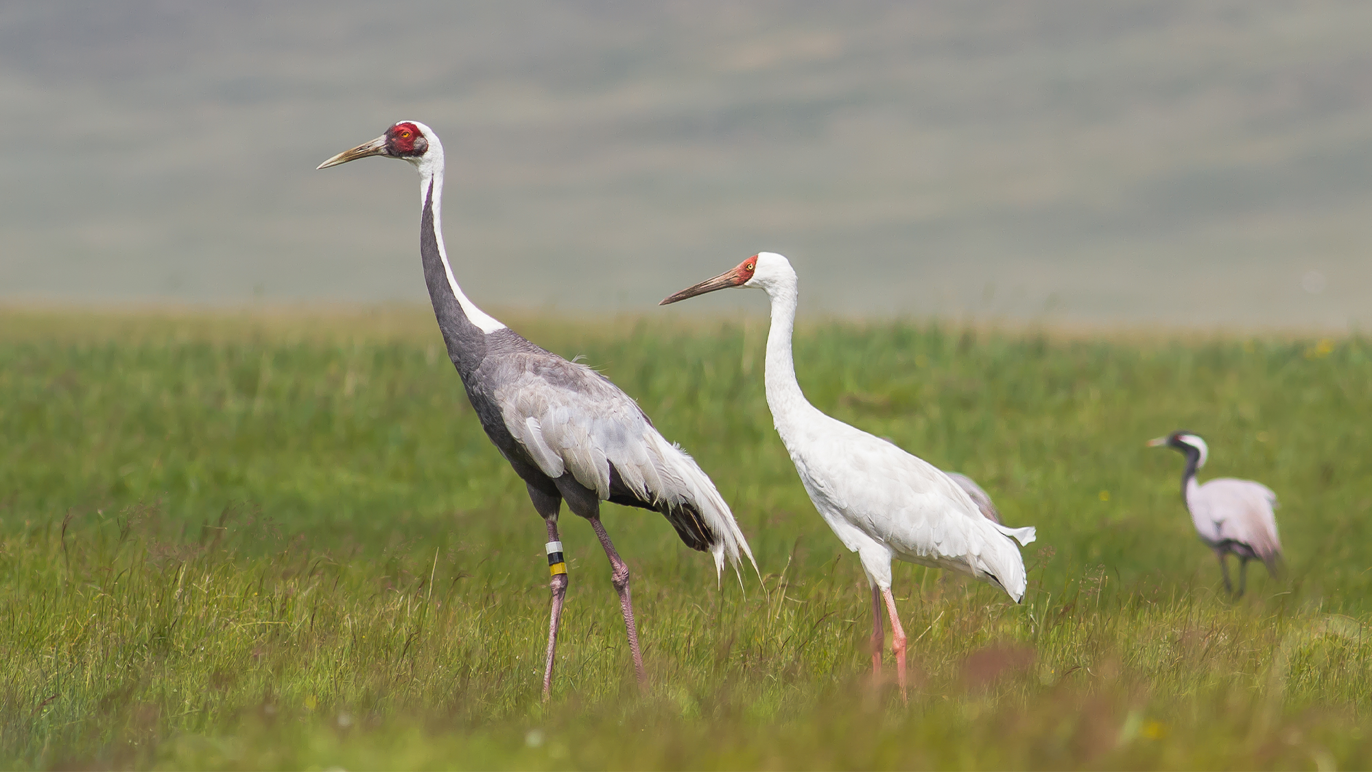 three species of crane stand in tall grass. the first has grey, black and white plumage and is the tallest. the second has mostly white plumage. the last one is small with gray plumage.