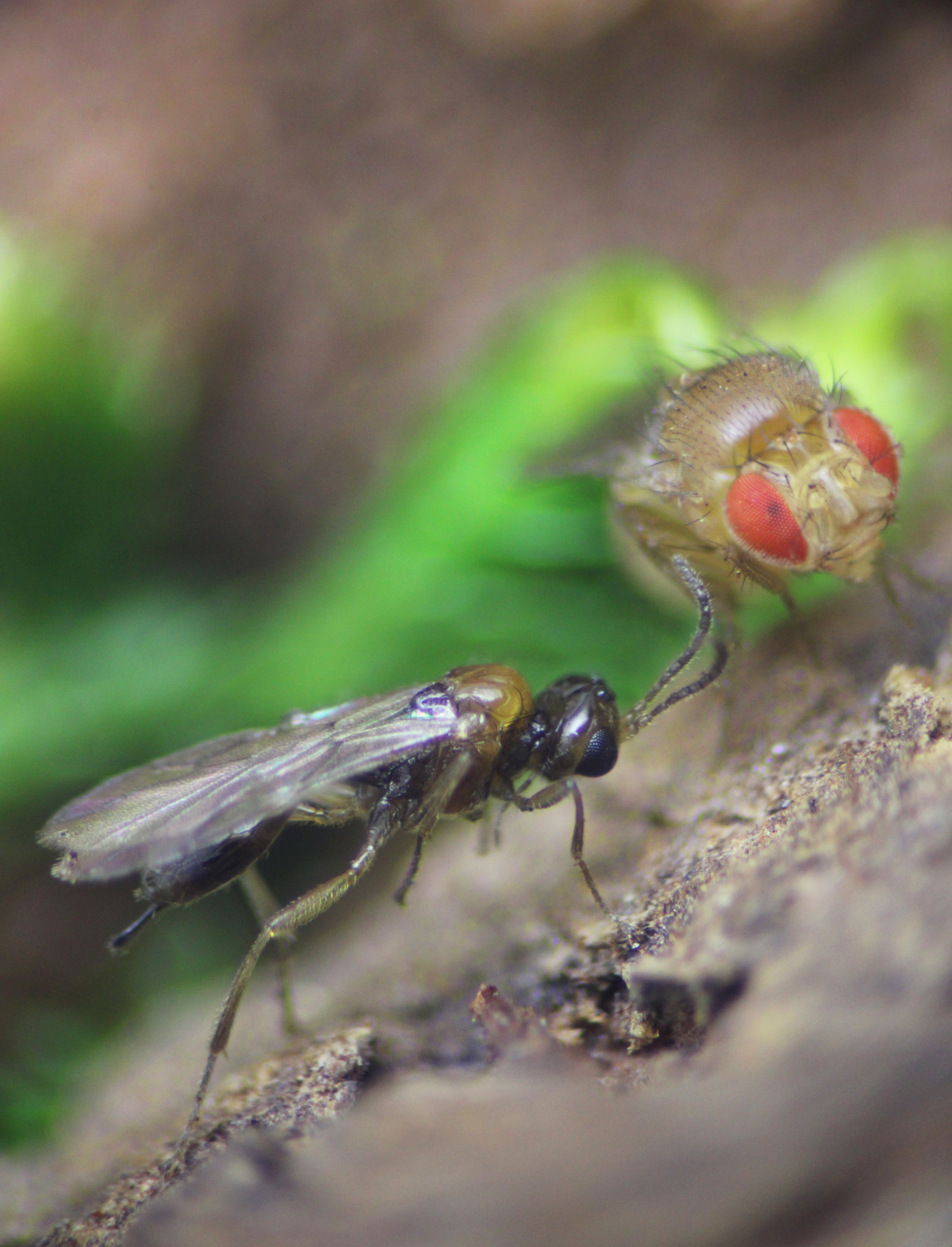 a black fruit fly next to a clear colored parasitic wasp