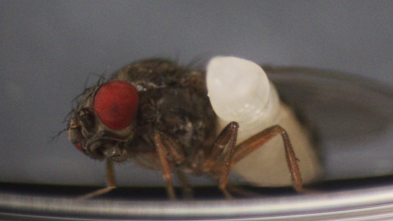 A Syntretus perlmani wasp larva bursts from a fruit fly’s abdomen.