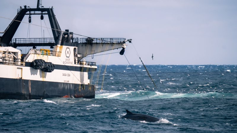 a whale surfaces next to a large fishing trawler