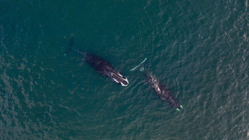 Scientists observed two bowhead whales synchronizing dive schedules whenever they were within earshot of each other.