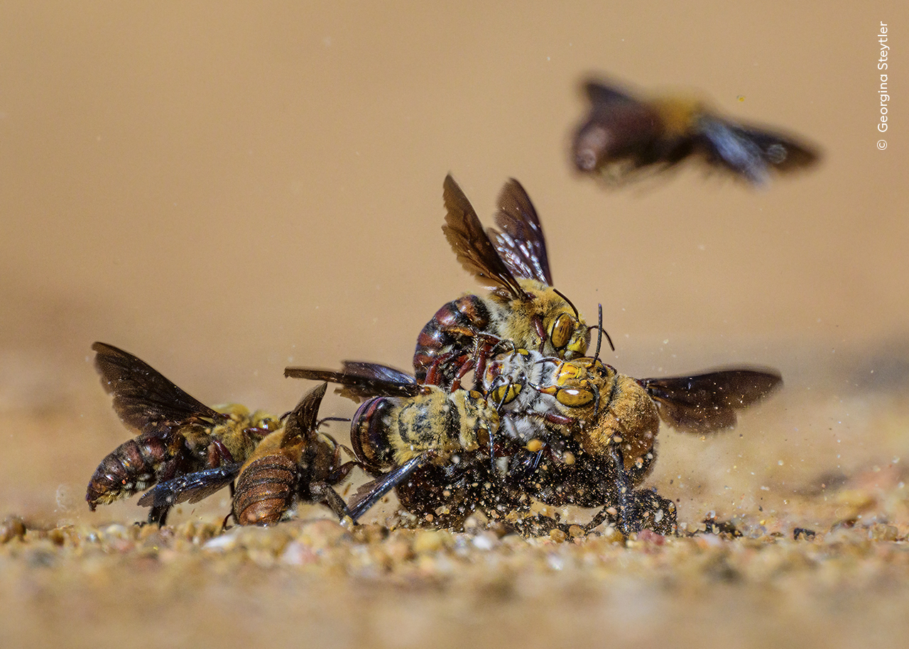 Carnarvon, Australia Occidental. La vida es difícil para las abejas excavadoras de Dawson, especialmente las hembras. Los machos (marrón) buscan hembras vírgenes (blancas) y, tras encontrar una escondida en una madriguera, esperan a que emerja. Cuando finalmente se aventura a salir, a menudo es atacada por machos en un furioso frenesí de apareamiento. Se sabe que las hembras mueren durante estas bolas de apareamiento. Llevo varios años estudiando estas abejas y me sigue fascinando su mal comportamiento.