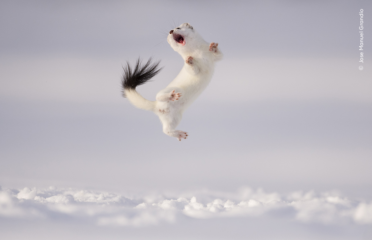 fluffy white stoat jumps high in the air with its mouth open