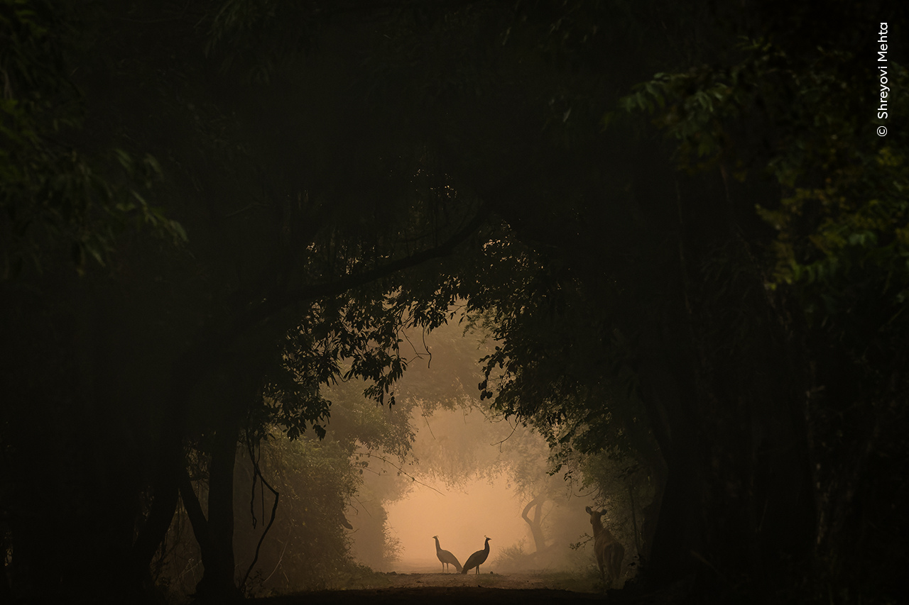 Dos pavos reales aparecen en silueta en una niebla dorada y chocan contra los árboles circundantes.