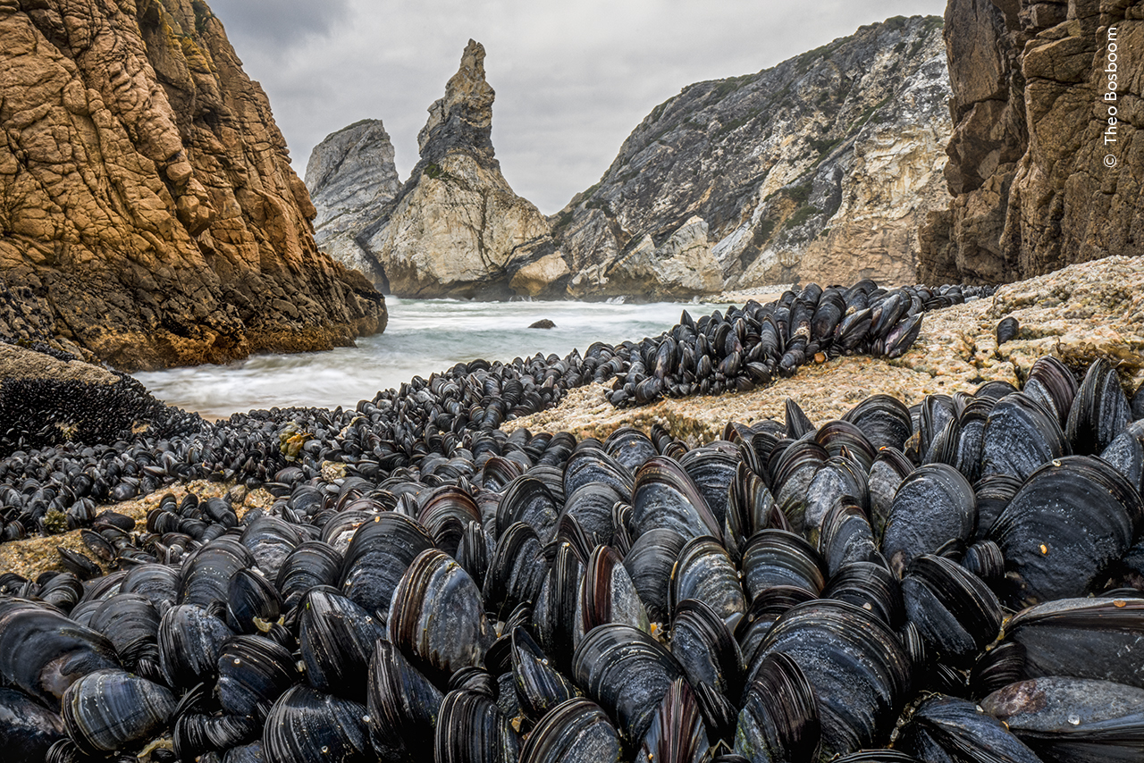 thousands of mussels closely together on rocks near water. jagged rocks appear in the background