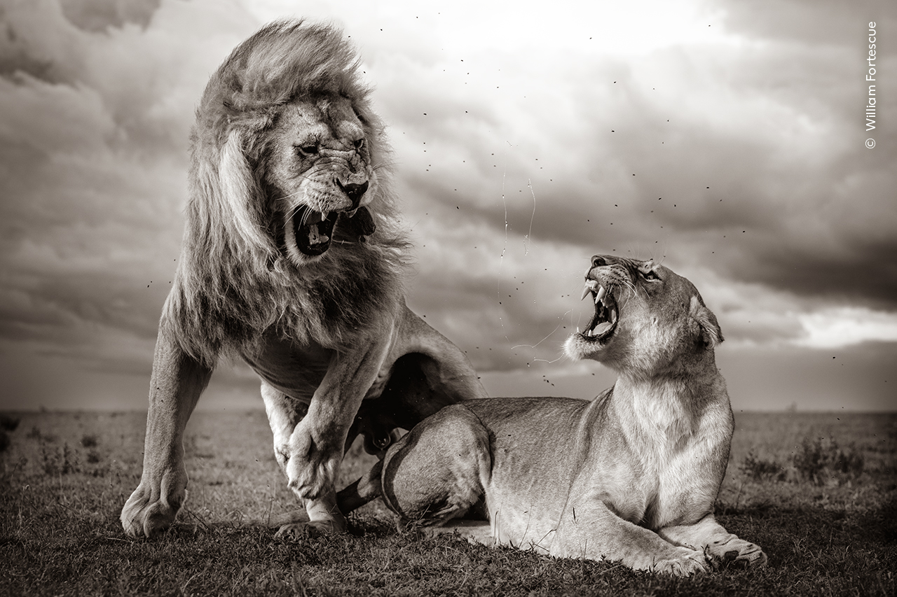 a male and female lion roar at each other as saliva flies in the air