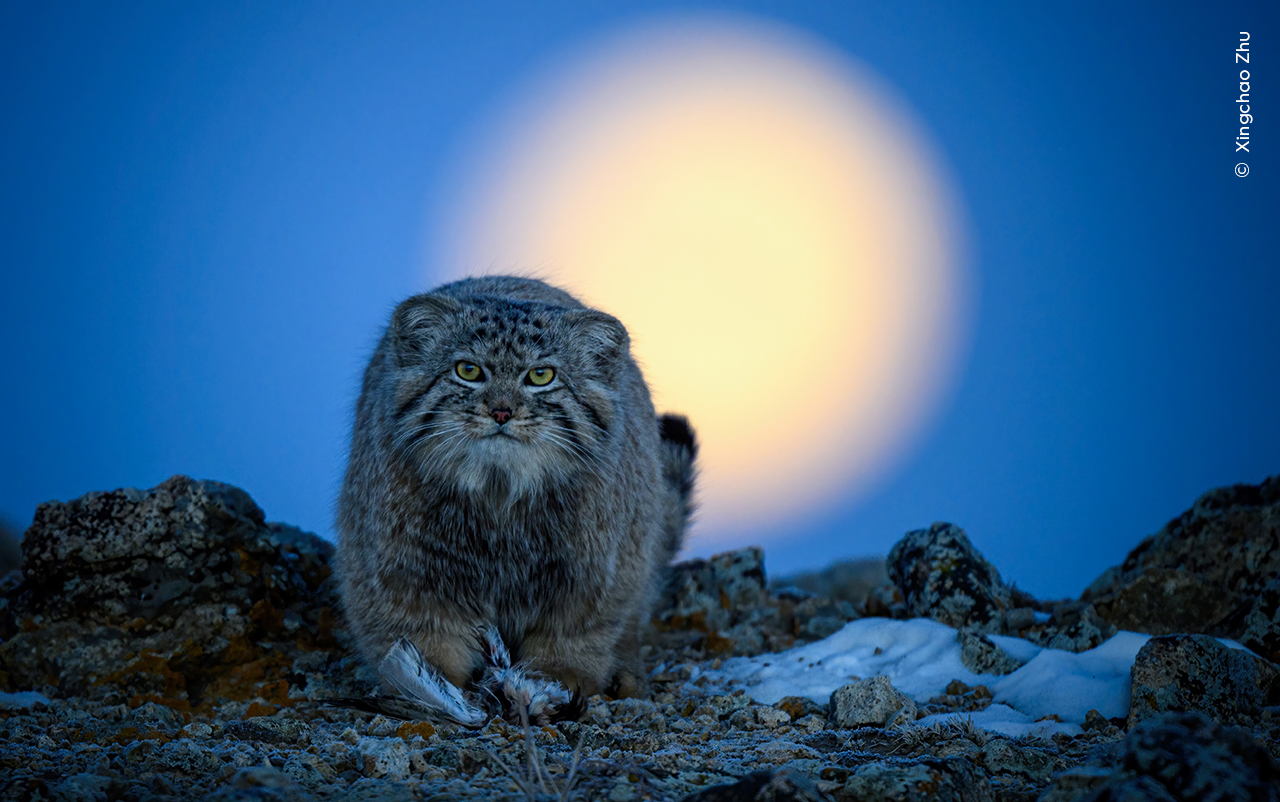 a wild cat looks directly at the camera with a bird at its feet as the moon rises behind it on a rocky landscape