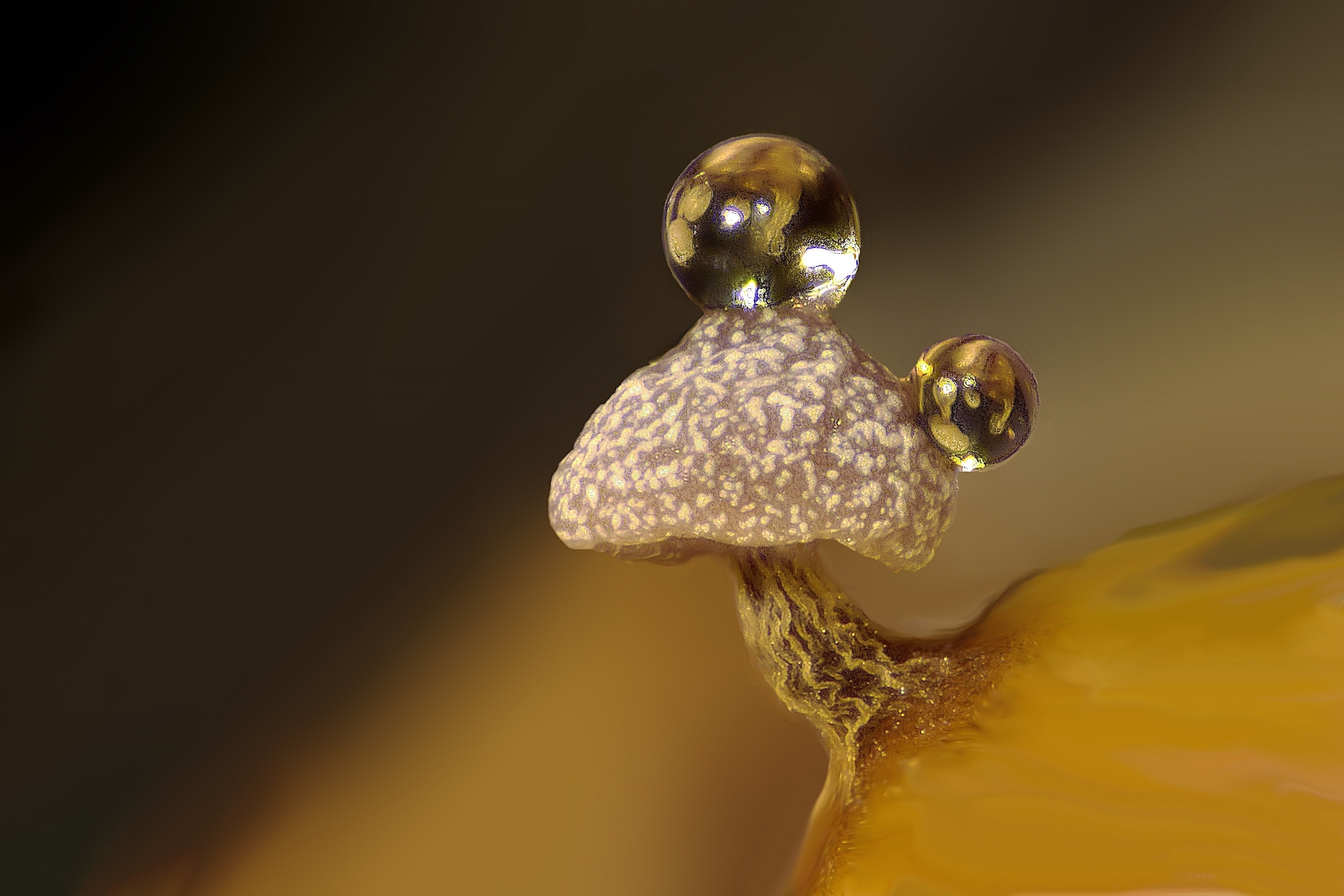 two drops on a mushroom-like structure