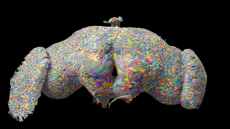 3D rendering of all ~140k neurons in the fruit fly brain.