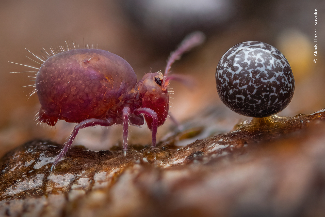 Macro photograph featuring ‌springtails alongside‍ slime molds.