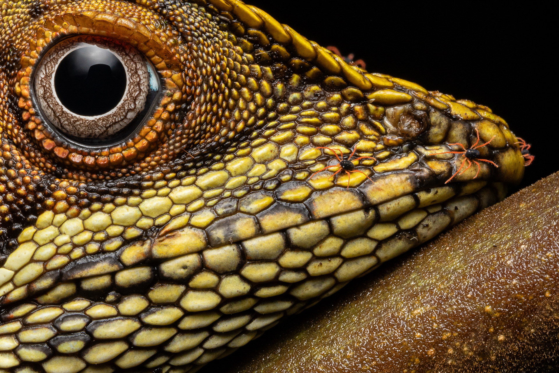 What: This photo shows a Gonocephalus klossi, a lizard observed with mites. When: The photo was taken in February 2024. Where: The image was taken in Indonesia, in the mountains south of Lake Danau Ranau in Sumatra. How: The photo was taken while climbing a volcano. We spotted this lizard resting on a branch at eye level. It was only after taking the first photos that I noticed the mites moving around on its head. How it was post-processed: I made the basic adjustments to improve the image, such as brightness and contrast, without altering the original photo.