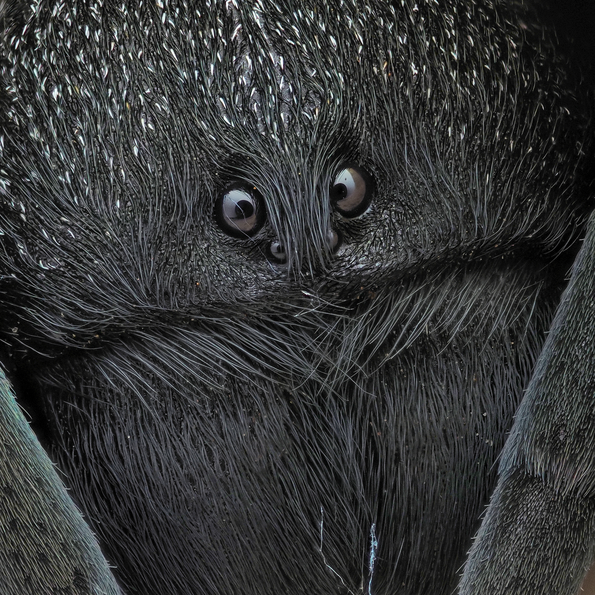 extreme close-up of an arachnid's eyes