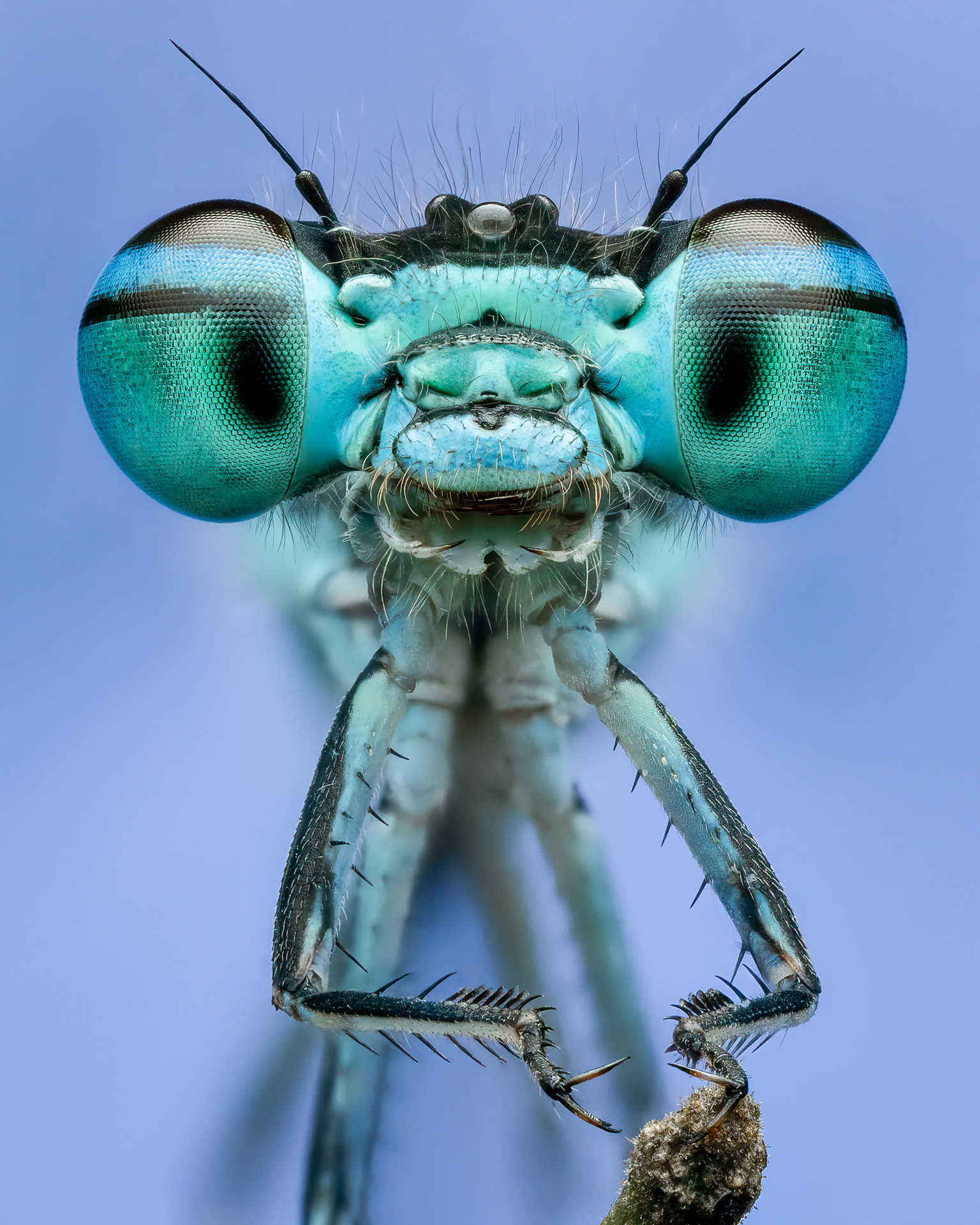 This is a stacked image of a damselfly I encountered on an early morning macro outing this spring. I placed a blue background card behind it to give the image an icy, chilling quality.