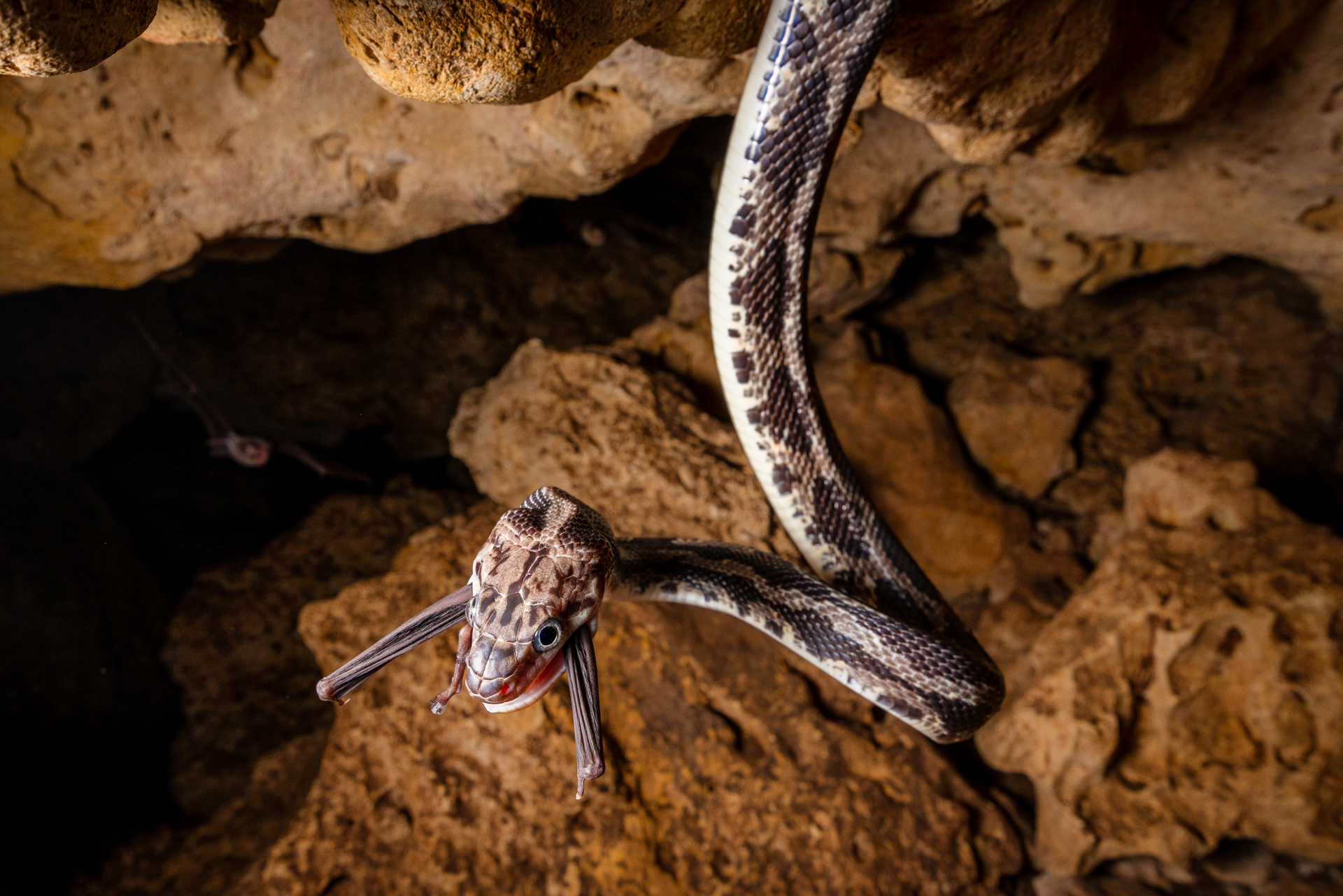 The Yucatán rat snake typically hunts for lizards and small mammals on the forest floor. However, in the Mexican Kantemo cave, they have found a completely new niche – bats. As the bats leave the cave system in swarms at the onset of dusk, the scaled predators lie in wait in absolute darkness at narrow passages, for their easy meals.