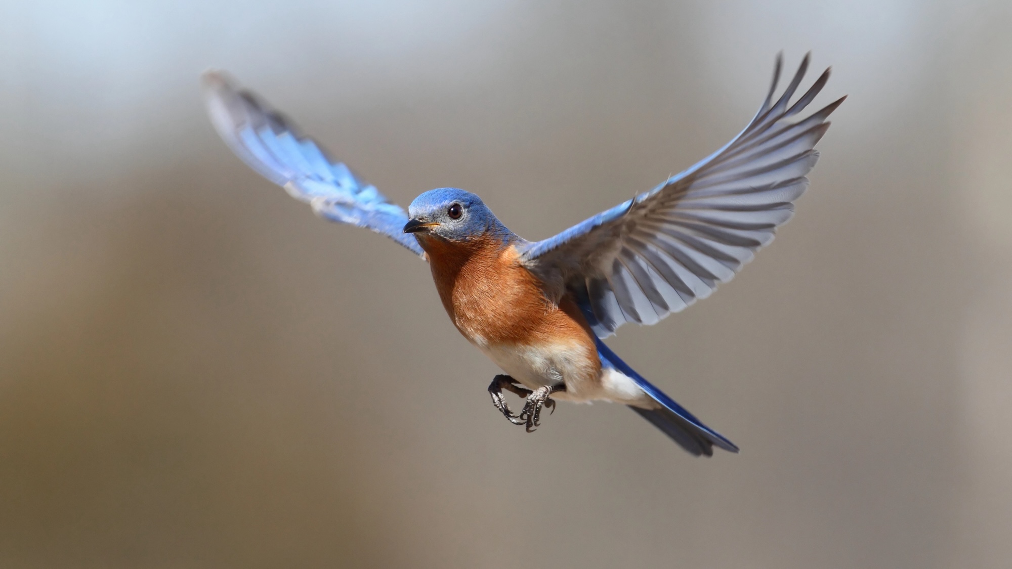 Male Eastern Bluebird (Sialia sialis) in flight