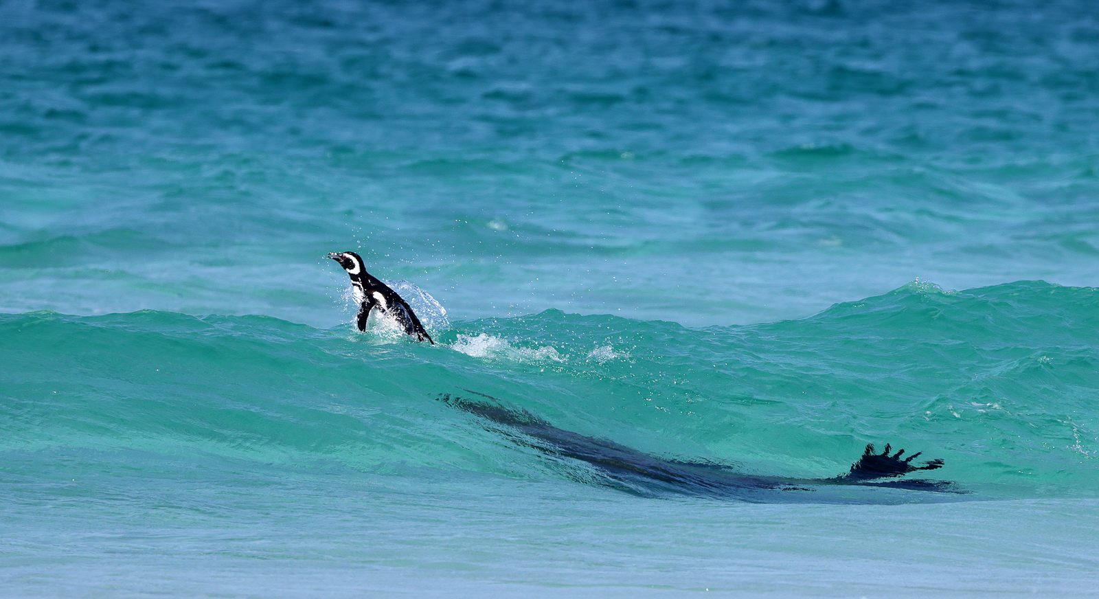 a sea lion chases a penguin in the waves