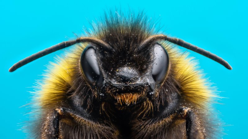 close up of bumblebee against blue background