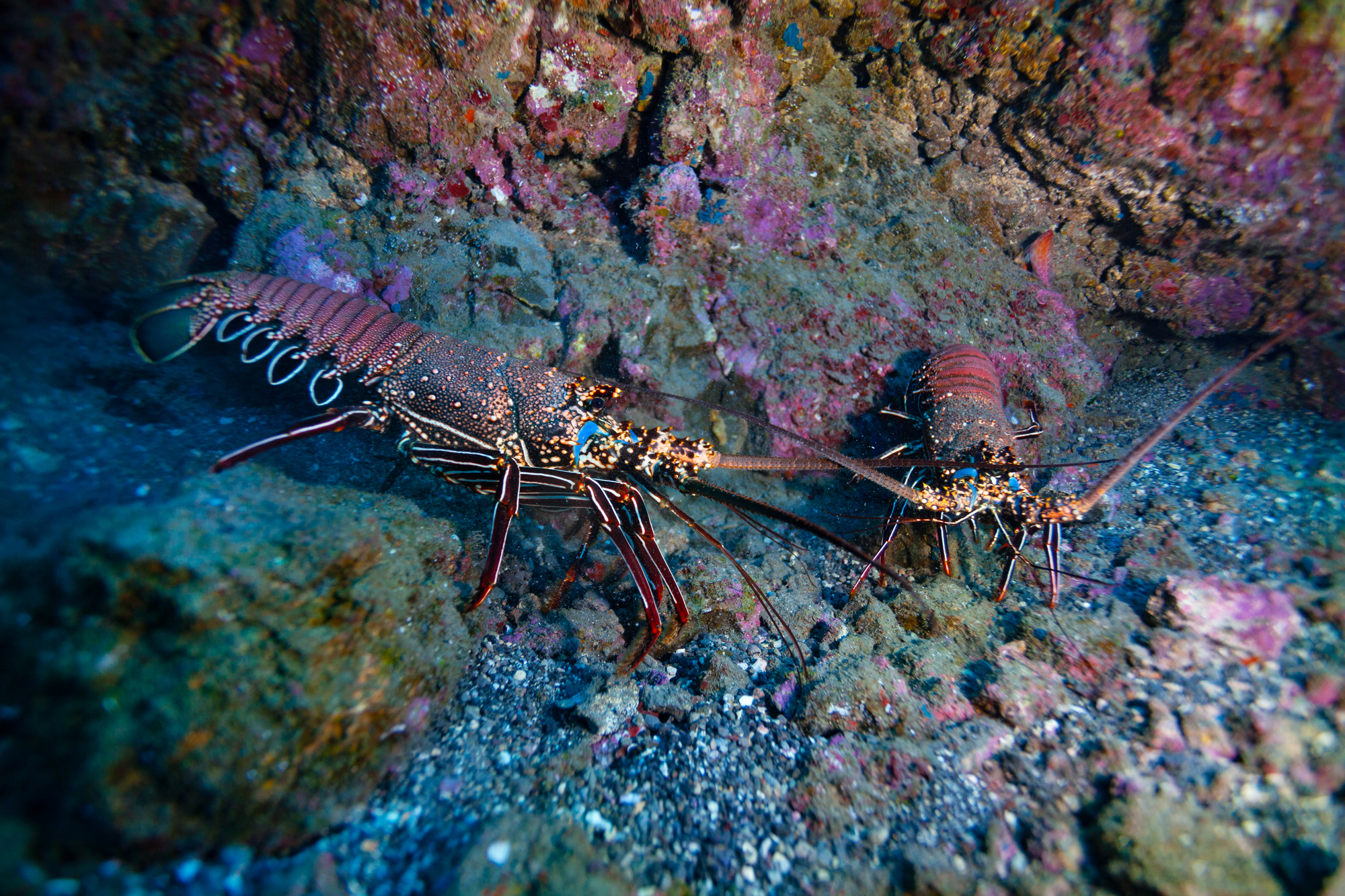 Side photo of two lobsters on the Pacific ocean floor fighting with each other