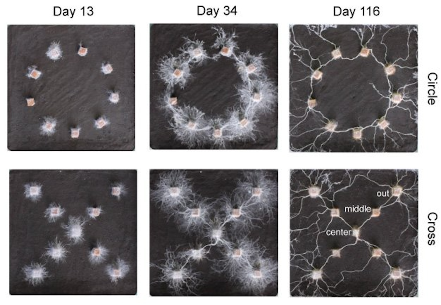 Fungal mycelial ⁣networks⁢ connecting wood blocks arranged in circle (left) and cross⁢ (right) shapes. ©Yu Fukasawa et al.