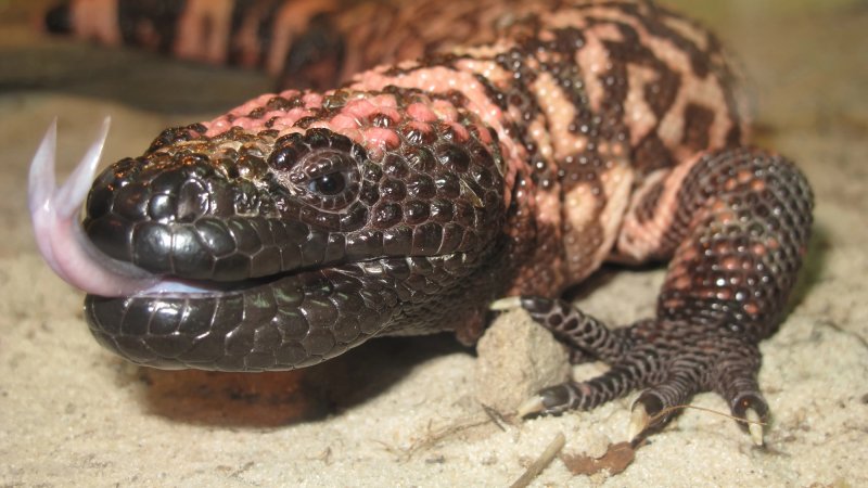 Gila monster