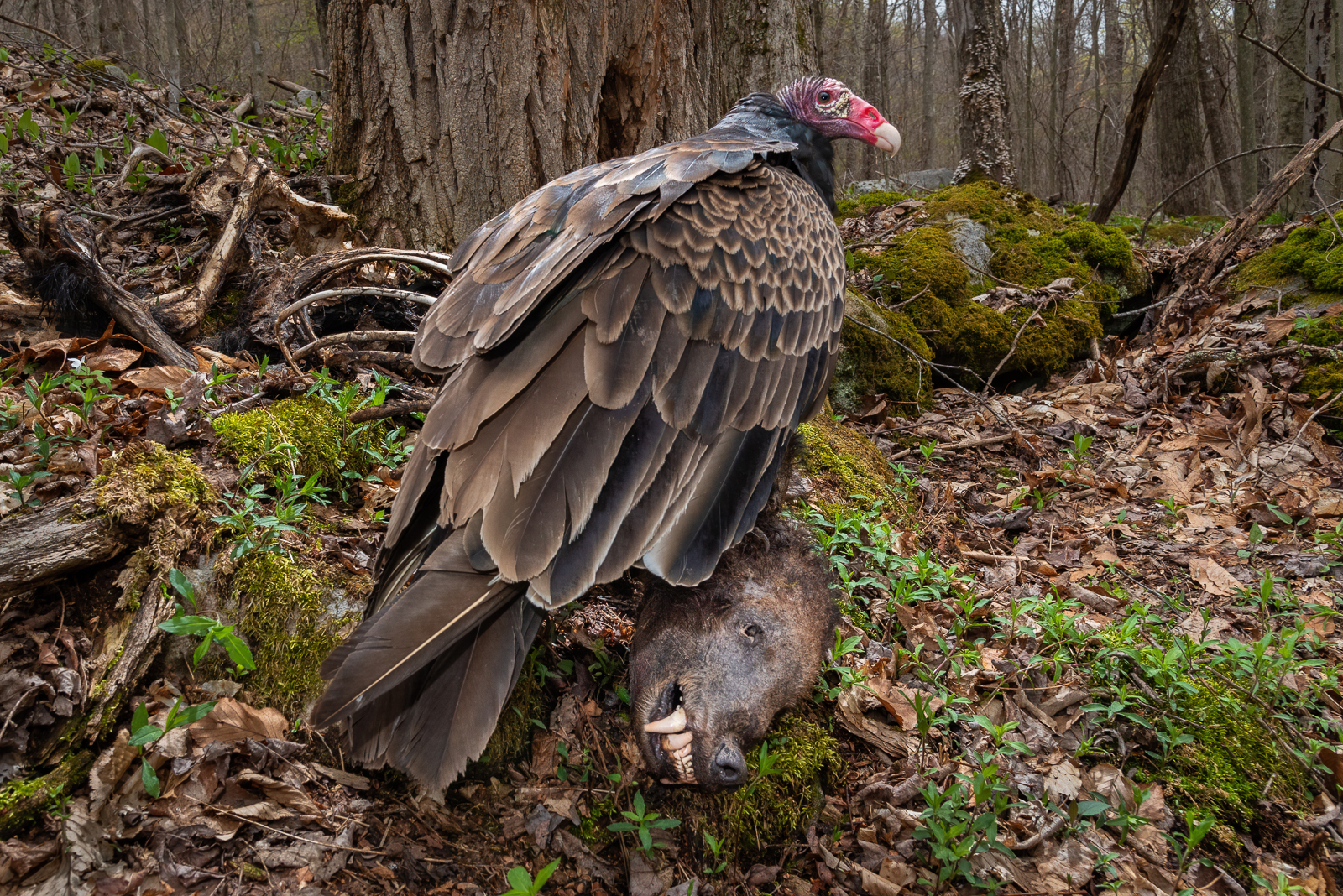 a vulture standing on a dead bear's head