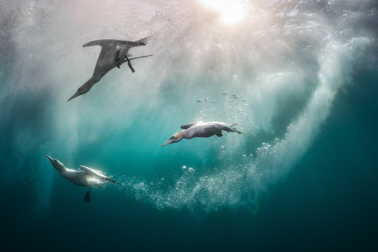 three birds swimming underwater as the sun shines from above