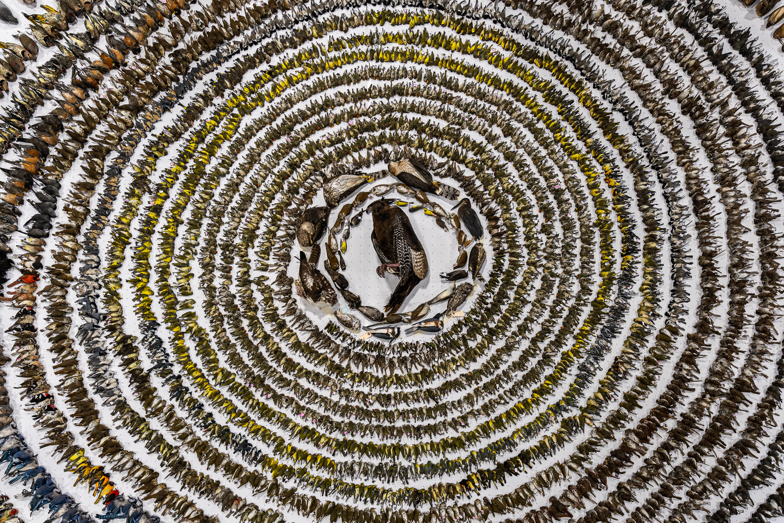 Numerous dead ‌birds arranged on ground.